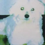 チコ
