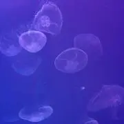 ゆゆゆ