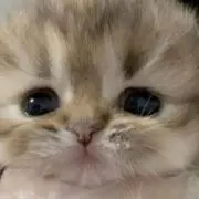 にゃの画像