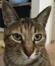 猫パンチ※どなた様も即購入OKです。の画像