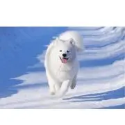 ハロハロ