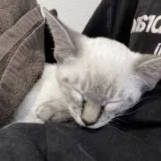li.の画像