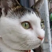 ネッコの画像