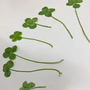 ピノ姫の画像