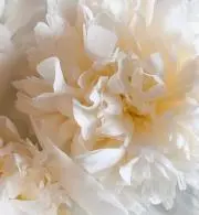 のんの画像