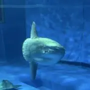 たけの画像
