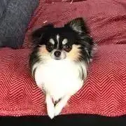 カース✨✨✨の画像