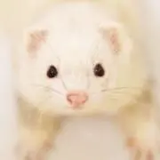 もななの画像