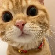 Ruru