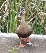 あぴぴるの画像