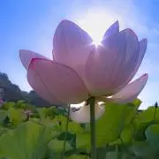 はなごろー