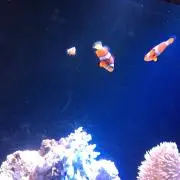 らら