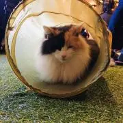 よしこ