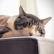 ワタチ