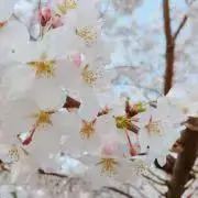 みゆちゃんの画像