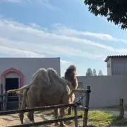 トニートニーササの画像