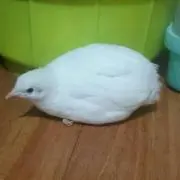 Tomoの画像