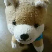 ピッピぴぴーの画像