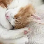 モンチッチの画像