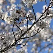 みこの画像