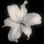✟の画像