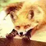 キツネの画像