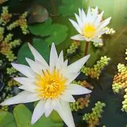 もこ⭐の画像