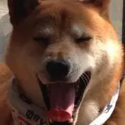 柴犬