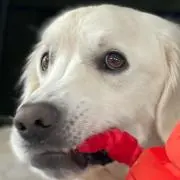 Shuの画像