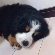 ゆーきの画像