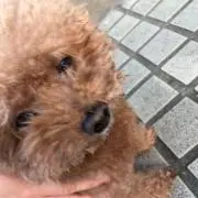 かしたの画像