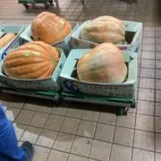 ラザニアの画像