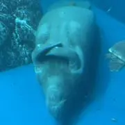 しんちゃんの画像