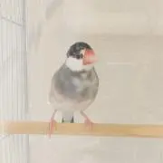 Aの画像