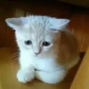 はるの画像