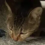 はるはるの画像