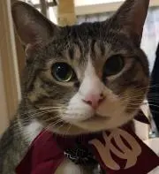 春の画像