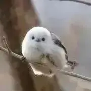シマエ