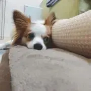 れんの画像