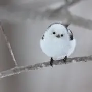Kutinashiの画像