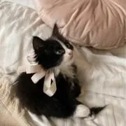 ねこ★24時間以内発送★の画像