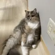しぃちゃん　プロフ読んでくださいの画像