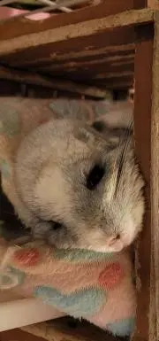キュアちゃんのママ
