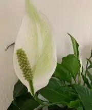 purumeria27の画像