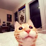 はっちの画像