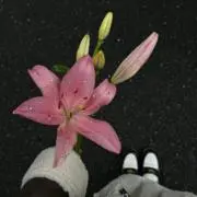 _.152fls._の画像