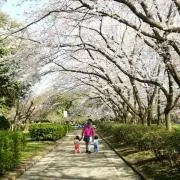 Sawa
