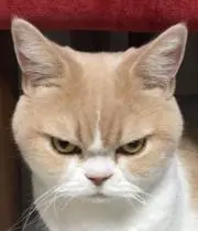 タマ