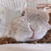 もちこ⋆⸜☺︎⸝の画像