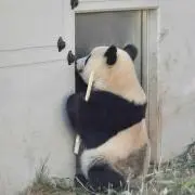 はちこの画像